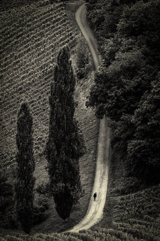 Eine Straße zwischen Weinbergen von oben. Links sind zwei Pappeln und rechts der Straße beginnt ein Wald. Ein Mann mit Hut und Stock geht auf der Straße. Duotone. Schwarz-Weiß.