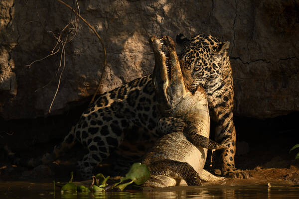 Ein Jaguar auf dem schmalen Uferstreifen zwischen Felswand und Gewässer beißt einem Krokodil in die Gurgel und hat es mit einer Pranke umfasst. 