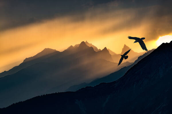 Silhouette zweier fliegenden Dohlen im mystisch-goldenen Abendlicht einer Bergkette.
