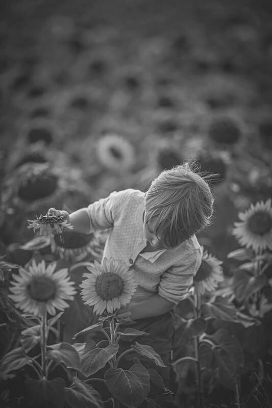 Ein Bub steht in einem Sonnenblumenfeld und schaut von oben auf die Sonnenblume. Schwarz-Weiß.