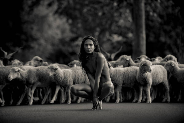Aktfoto des Models Nirmala Fernandes vor einer Schafherde. Schwarz-Weiß.