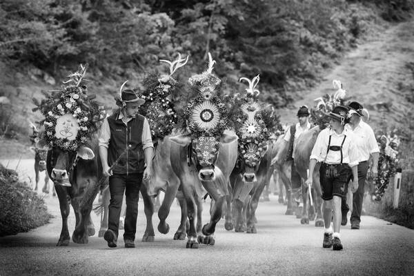 Mehrere Männer und Burschen – teils in Lederhosen, aber alle Mit Federbesetztem Hut – führen geschmückte Kühe bei einem Almabtrieb. Schwarz-Weiß.