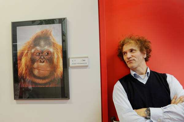 Der österreichische Genetiker Josef Penning lehnt an einer roten Wand neben einem gerahmten Portrait eines Orang Utans.