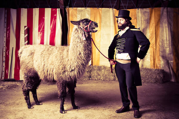 Ein bärtiger Mann in Livree mit Zilinder hält in einer Zirkusartigen umgebung ein Lama an einer Leine.
