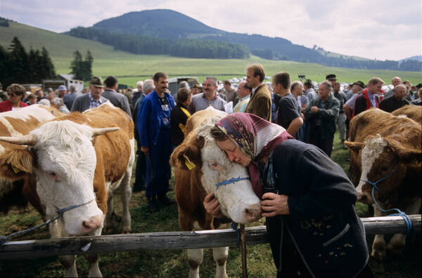 Eine alte Frau mit Kopftuch steht bei einem Viehmarkt am Zaun und drückt den Kopf einer Kuh an sich um sich zu verabschieden.