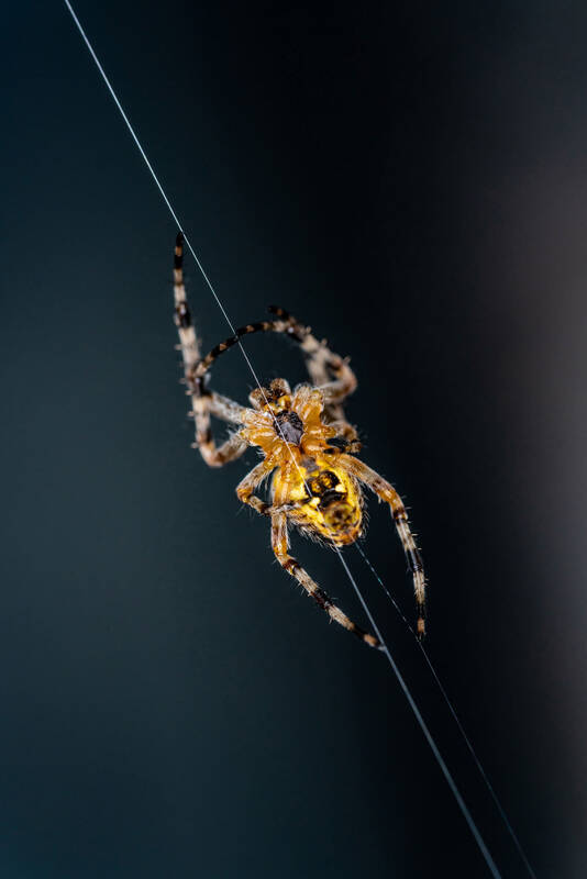 Eind Spinne auf ihrem Faden von unten fotografiert.