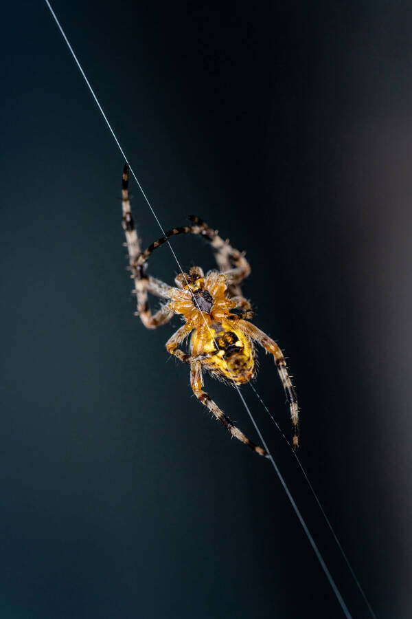 Eind Spinne auf ihrem Faden von unten fotografiert.