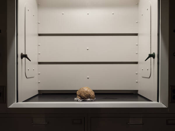 Ein Gehirn liegt auf einem weißen Tuch am Boden eines Kühlraumes.