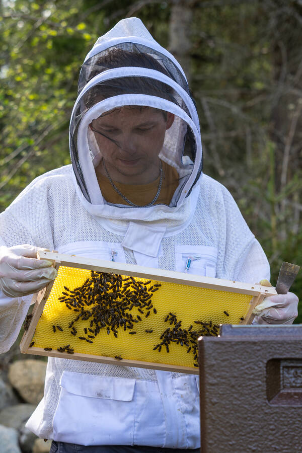 Ein junger Mann in einem Imker-Anzug mit einem Wabenrahmen aus einem Bienenstock.