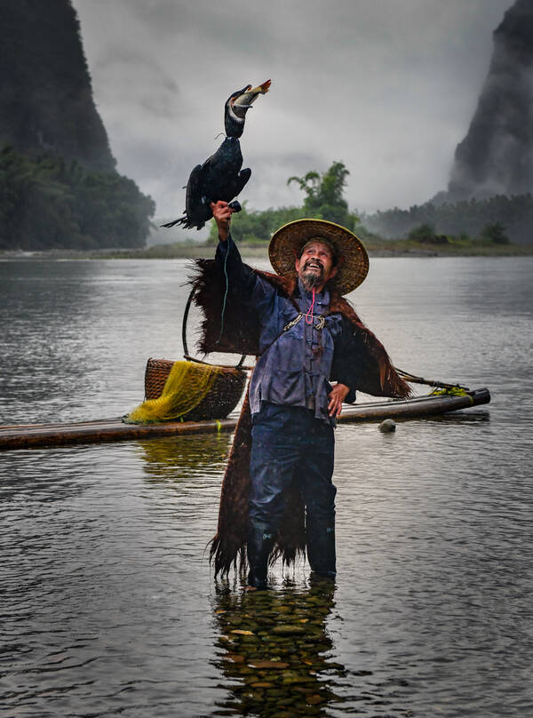 Asiatischer Fischer mit einem Kormoran auf dem Arm, der gerade einen Fisch verschlingt.
